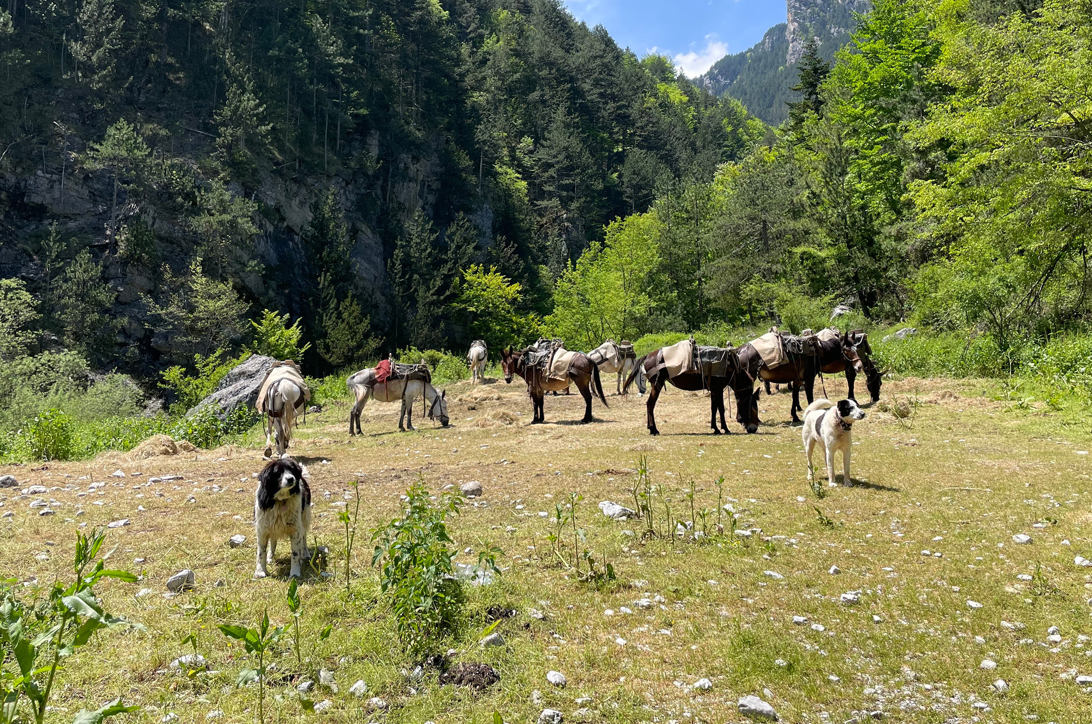 Enipeas Gorge | Trekking Hellas