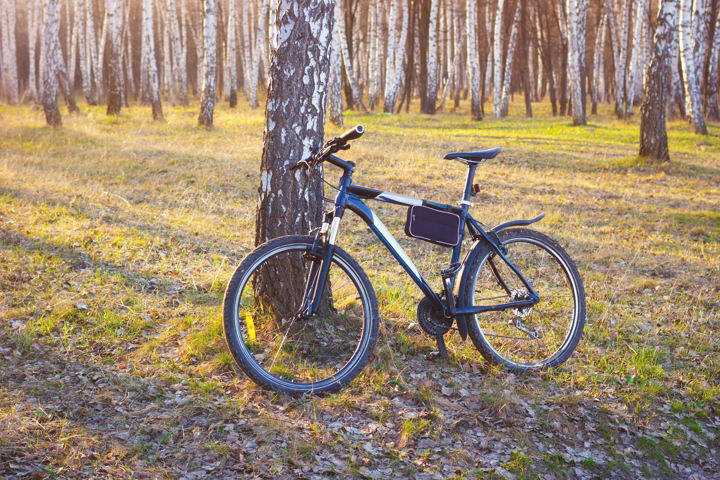 Bicycle In Park 896688