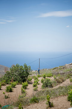 CHATZAKIS WINERY (5) Country Hike Syros Wine Tasting Sitegallery