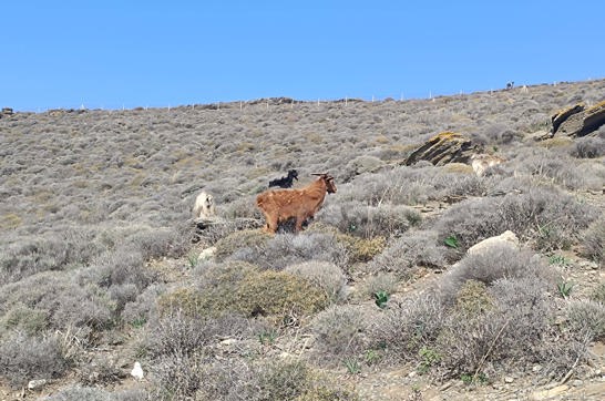 IMG 20251106 133604Syros Site Gallery