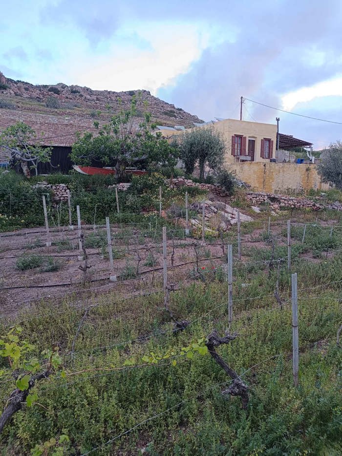 Syros country hike and wine tasting photo