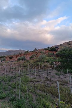 IMG 20250403 072932 Country Hike Syros Wine Tasting Sitegallery