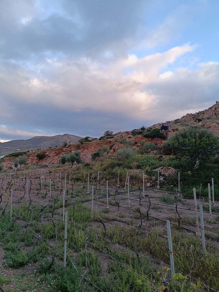IMG 20250403 072932 Country Hike Syros Wine Tasting Sitegallery