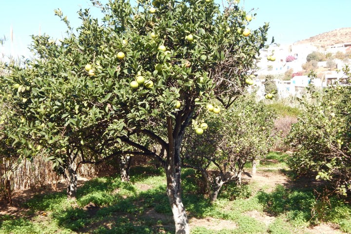 DSCN0176 Picturesque Naxos Hike Sitegallery 13