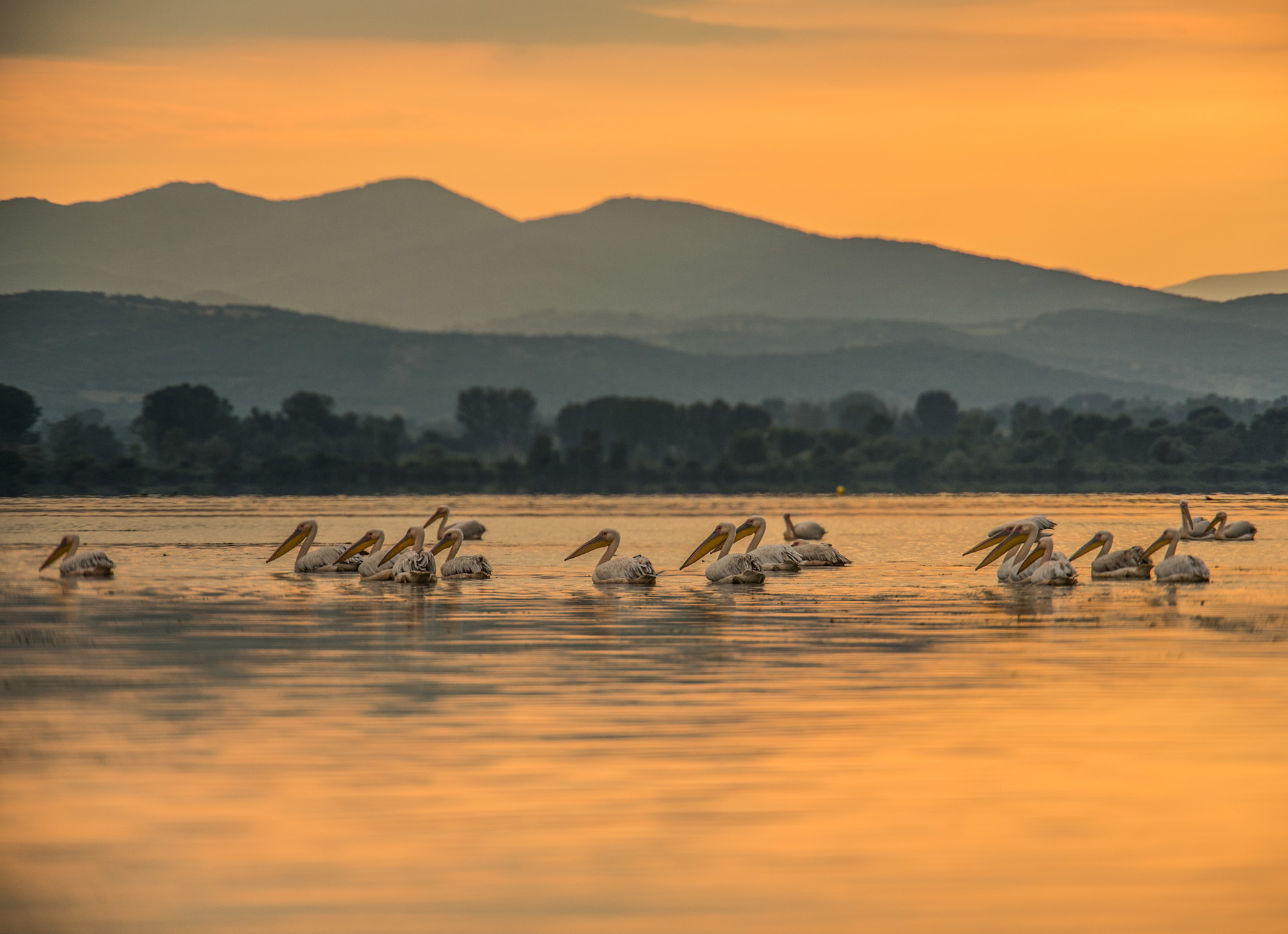 ΛΙΜΝΗ ΚΕΡΚΙΝΗ Sunsetolympus Lake Kerkini Site Gallery