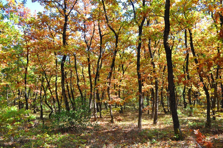 Mongostos Oak Forest 1