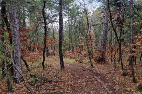 Mongostos Oak Forest 4
