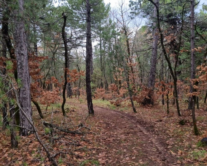 Mongostos Oak Forest 4