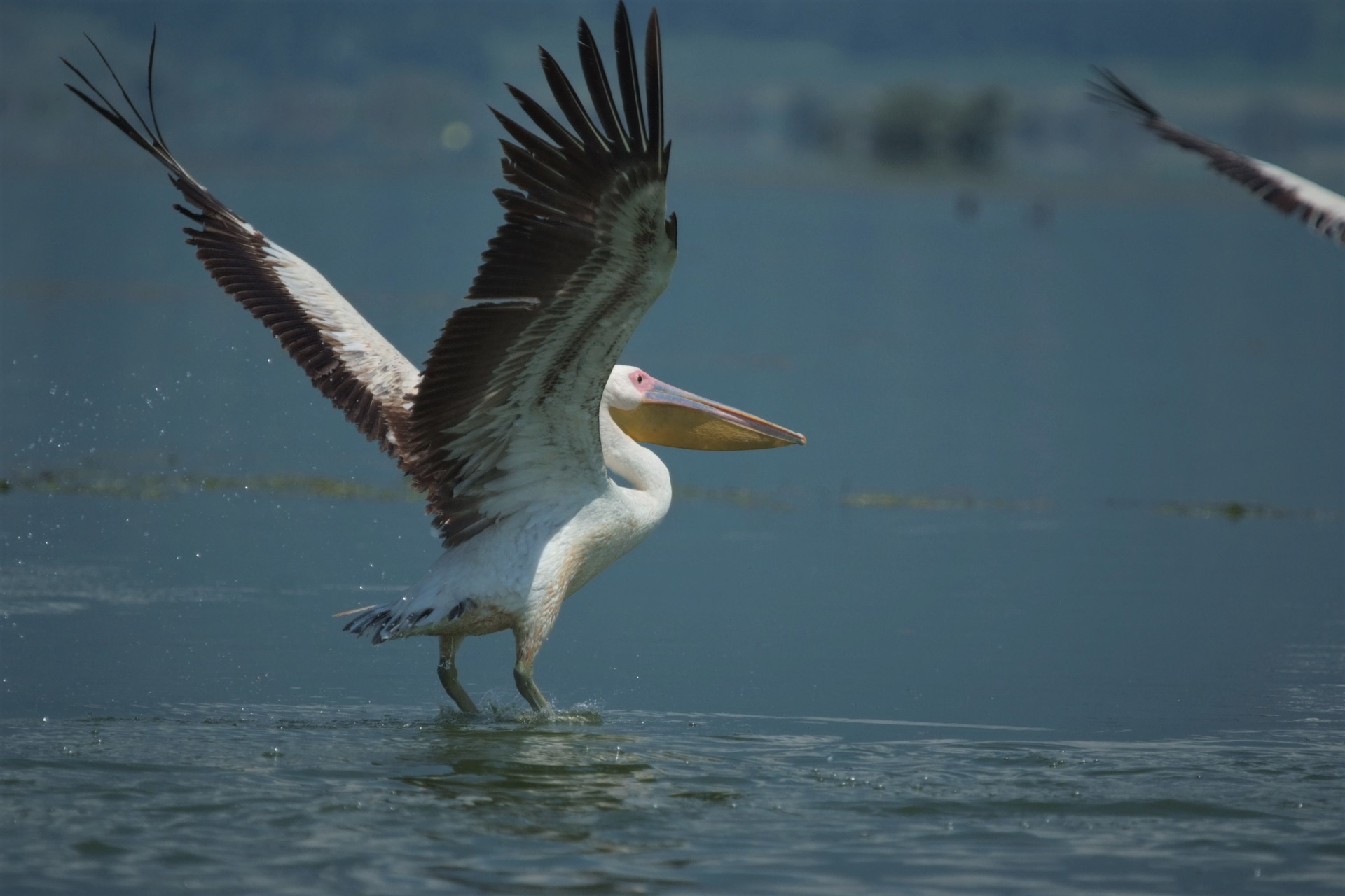 Dscf6260κερκίνηolympus Lake Kerkini Site Gallery