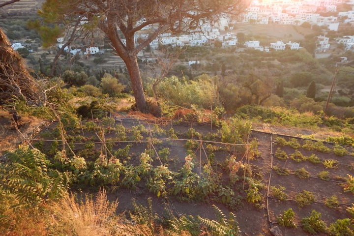 DSCN2789 Picturesque Naxos Hike Sitegallery 30