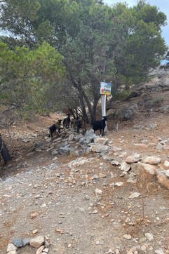 IMG 0754Syros Boat Tour Hike Sitegallery