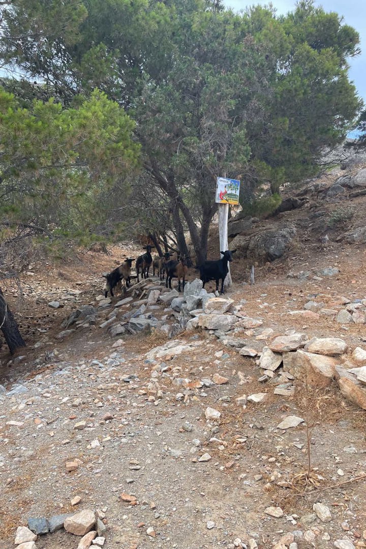 IMG 0754Syros Boat Tour Hike Sitegallery