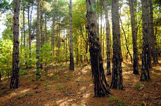 Mongostos Oak Forest 2