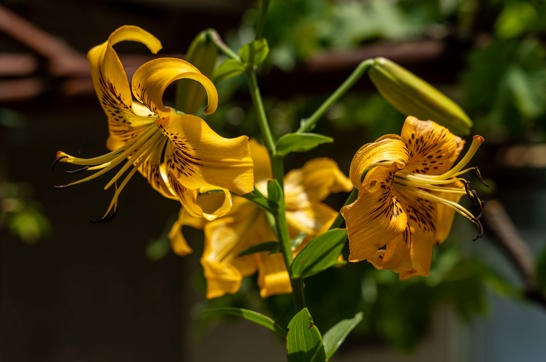 Dsc05085sitegallery