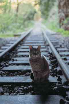 ONZ 3662