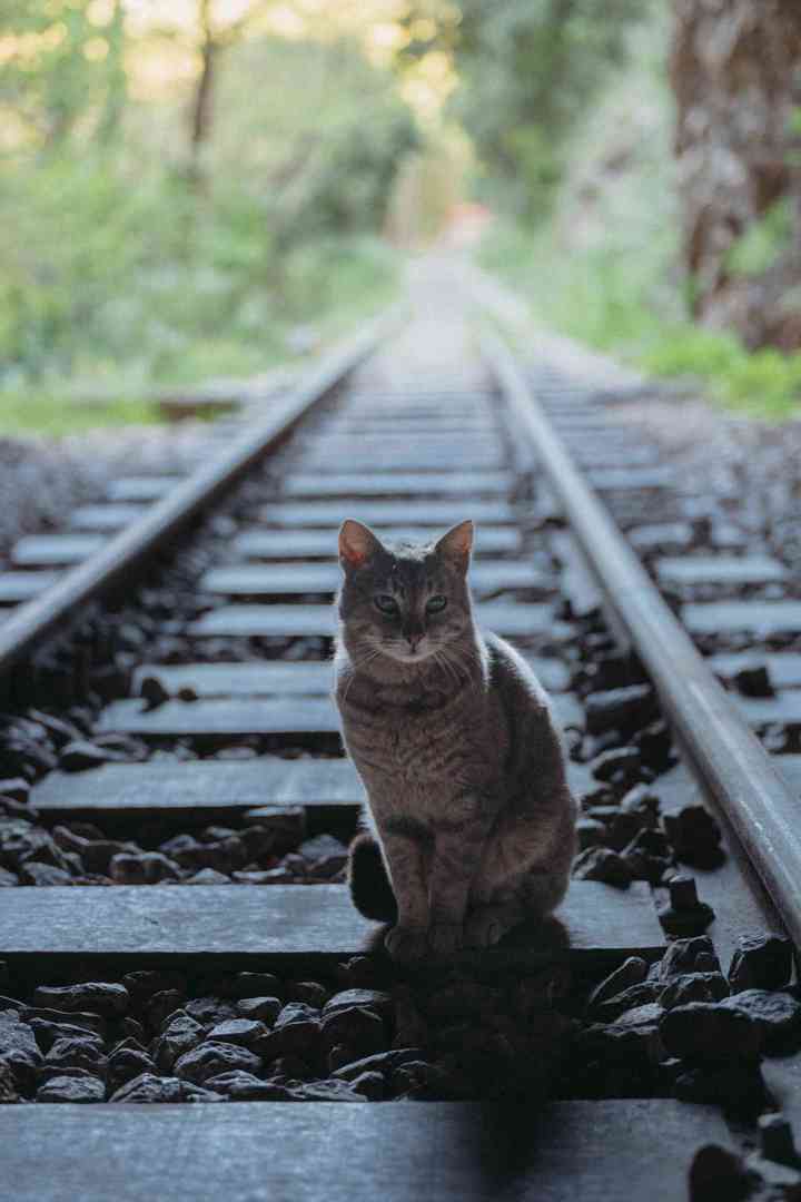 ONZ 3662