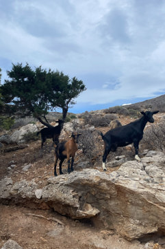 IMG 0758Syros Boat Tour Hike Sitegallery