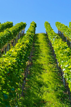 Nemea Wine 2