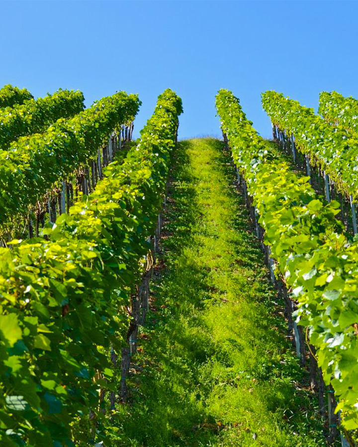 Nemea Wine 2