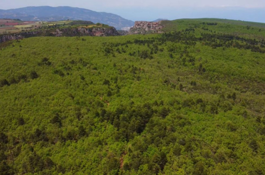 Mongostos Oak Forest 3