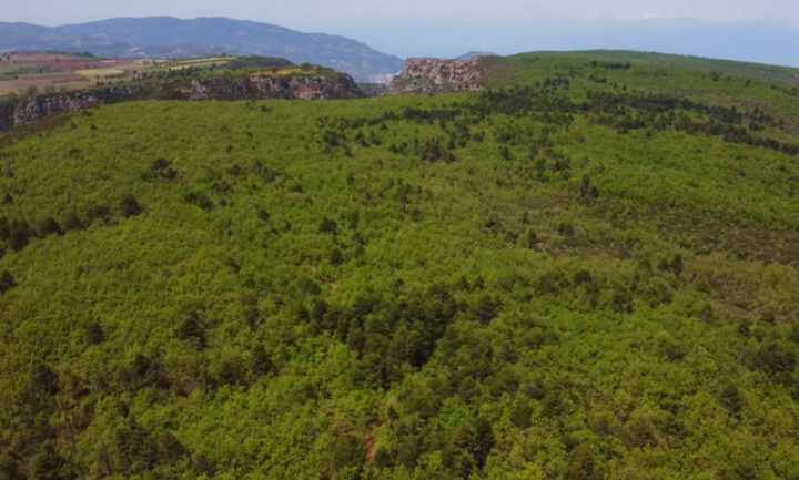 Mongostos Oak Forest 3