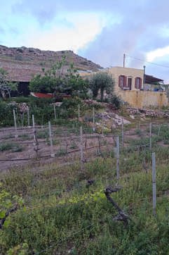 IMG 20250403 072940 Syros Country Hike Wine Tasting Site Gallery