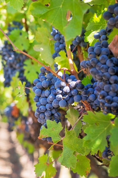Nemea Wine
