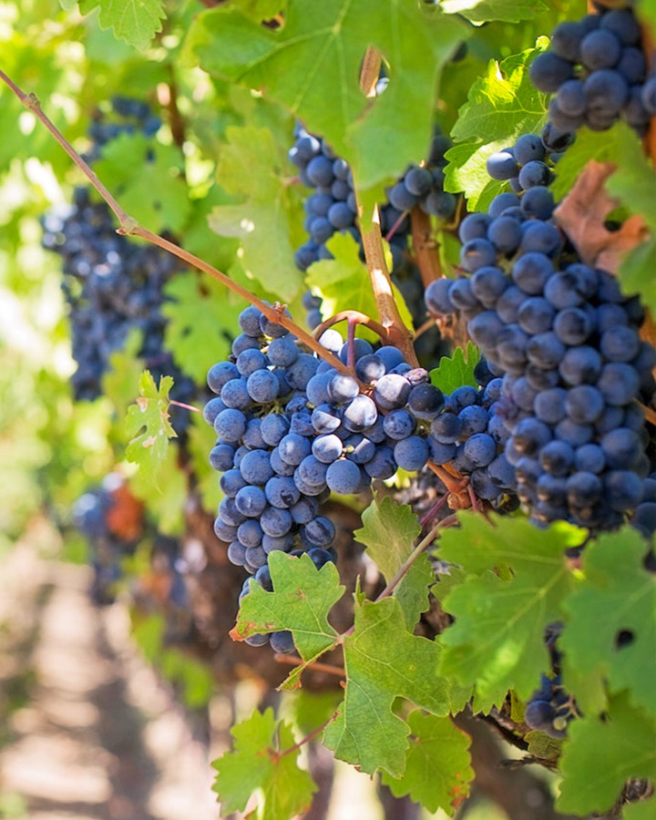 Nemea Wine