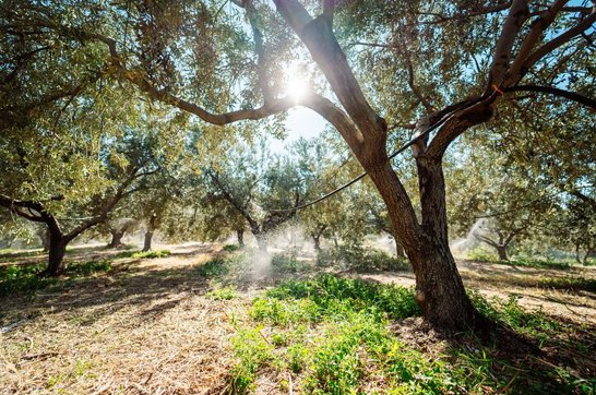 Olive Oil Tasting 3