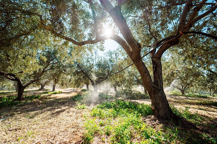 Olive Oil Tasting 3